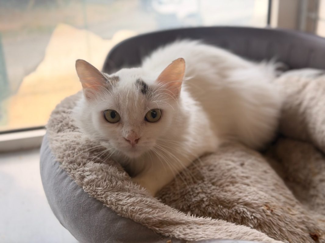 Alpha - Chat Européen à adopter - photo 2