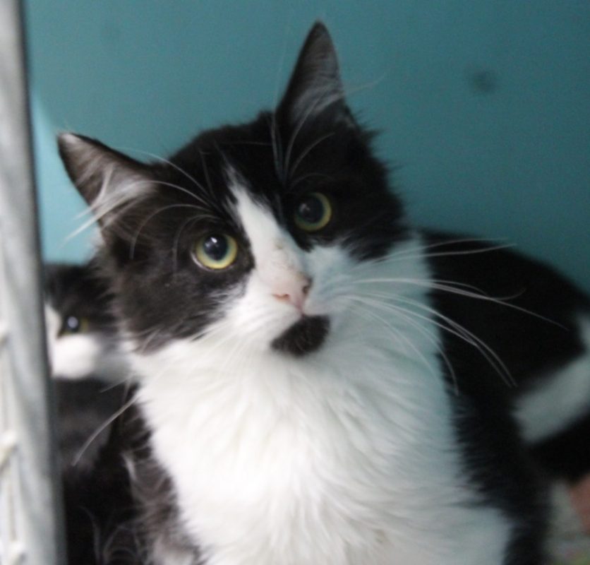 Yama - Chat Européen à adopter