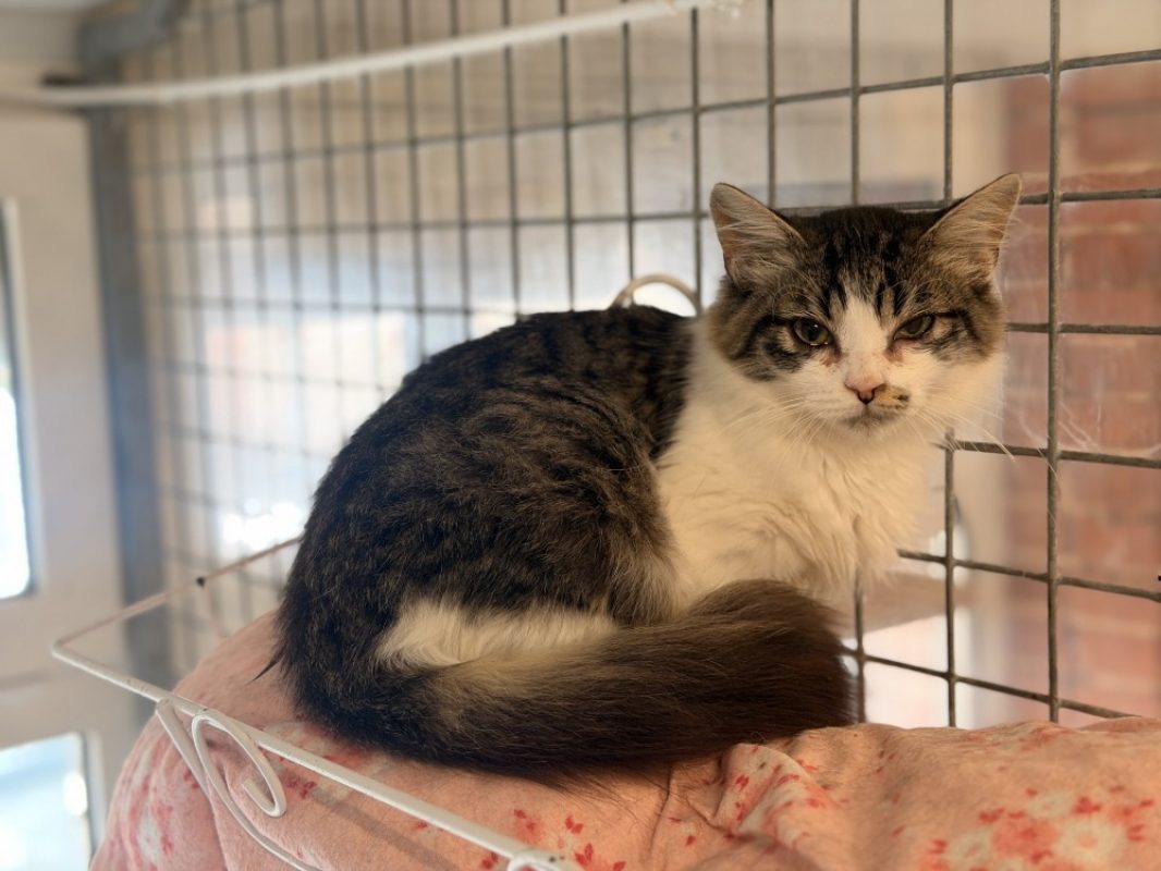 Boudchou - Chat Européen à adopter