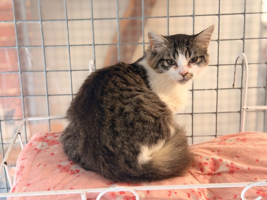 Boudchou - Chat Européen à adopter - photo 2