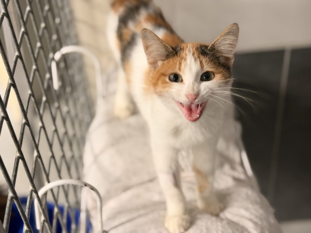 Venetie - Chat Européen à adopter