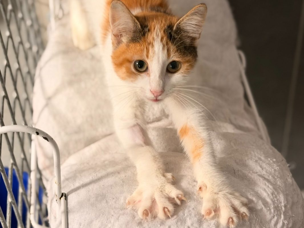 Venetie - Chat Européen à adopter - photo 2