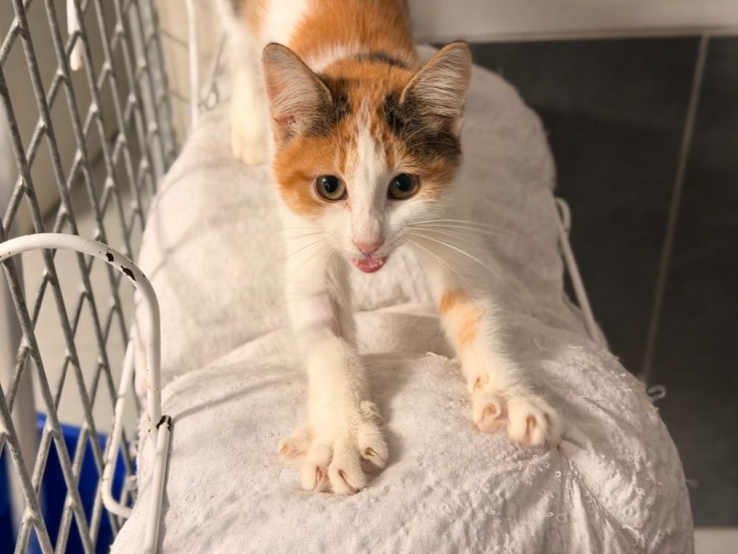 Venetie - Chat Européen à adopter - photo 3