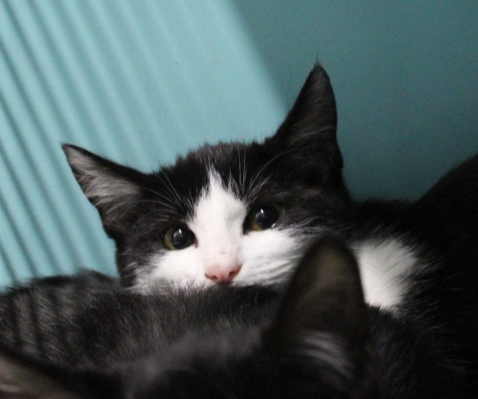 Yona - Chat Européen à adopter