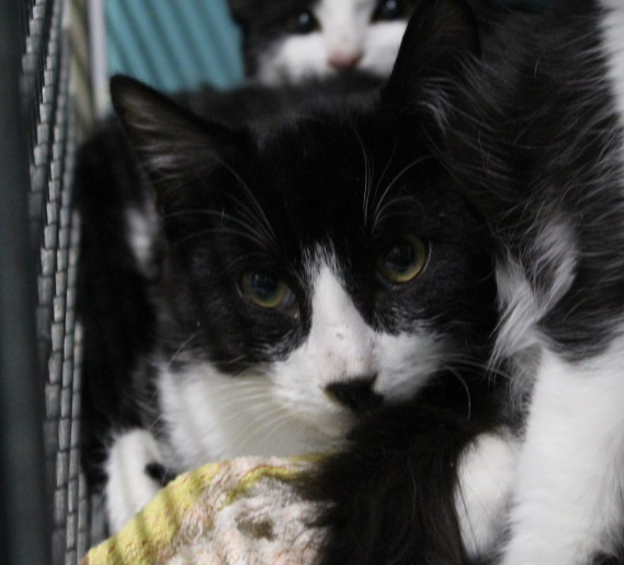 Yellow - Chat Européen à adopter