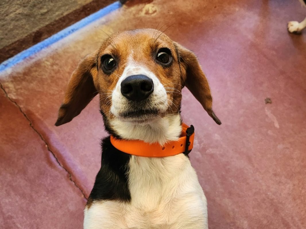 Pop's - Chien Beagle à adopter
