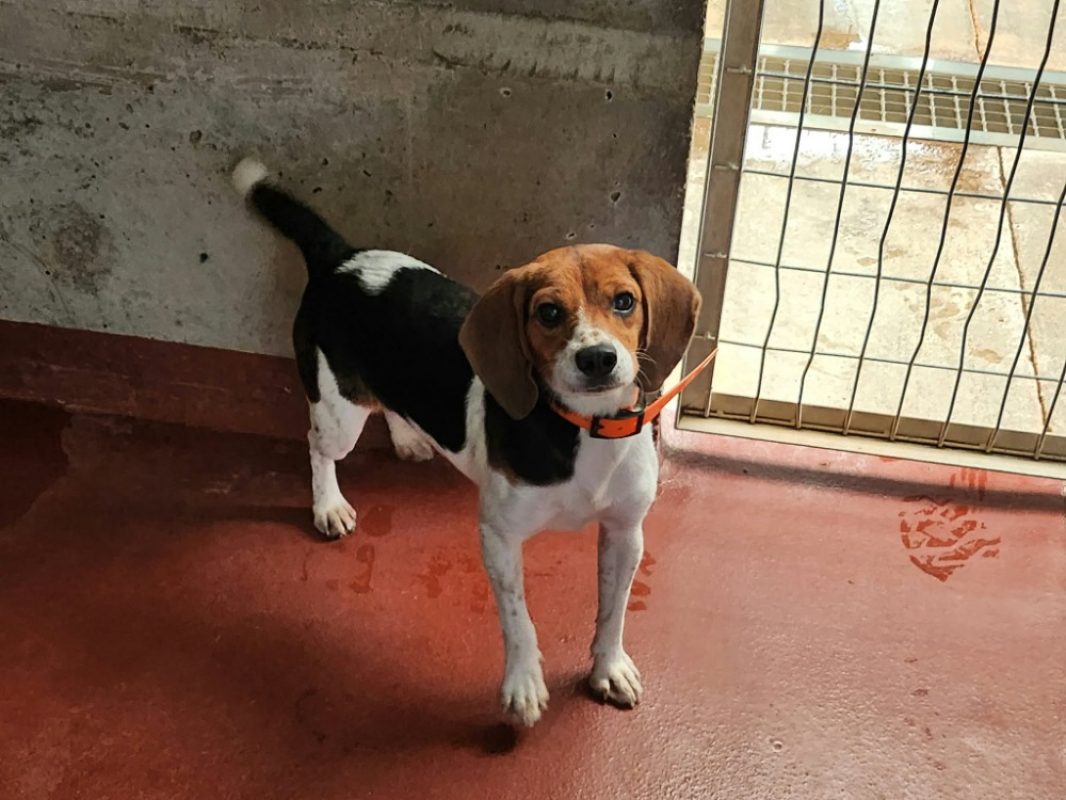 Pop's - Chien Beagle à adopter - photo 2