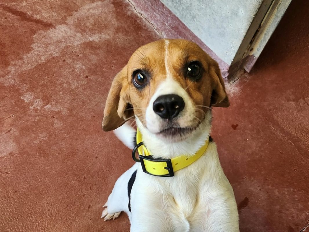 Miel - Chien Beagle à adopter