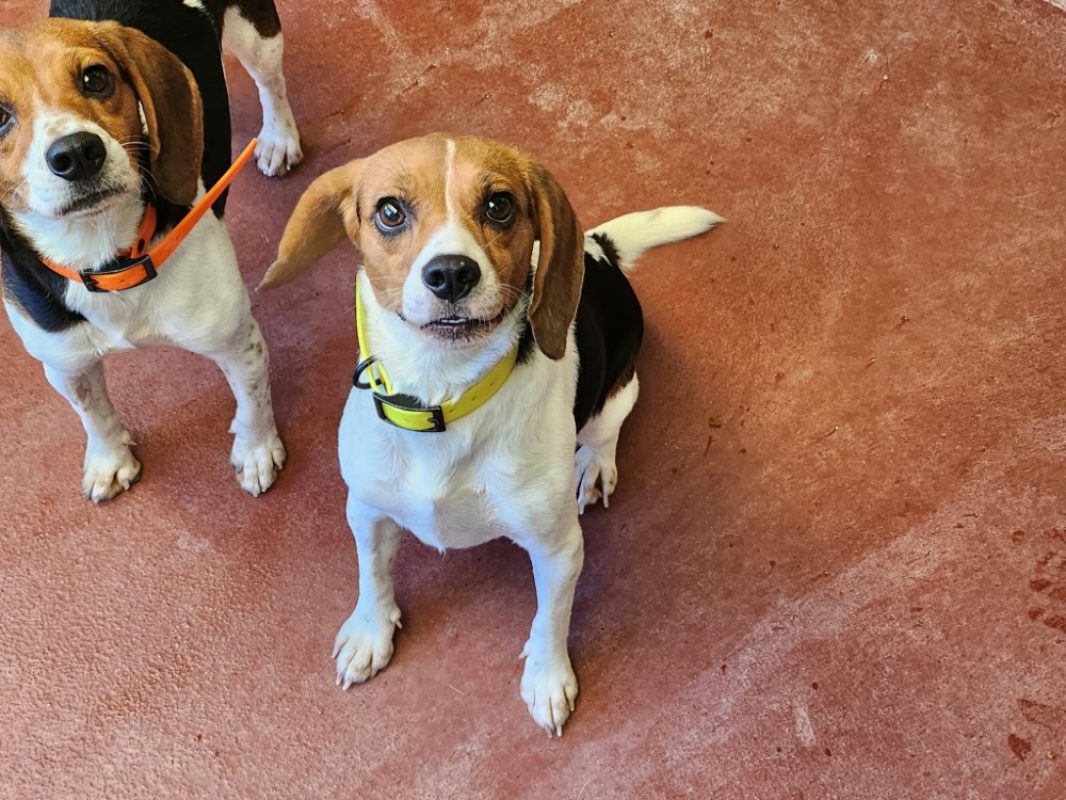 Miel - Chien Beagle à adopter - photo 2