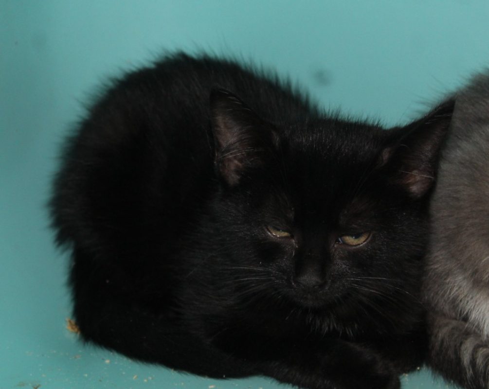 Kismi - Chat Européen à adopter