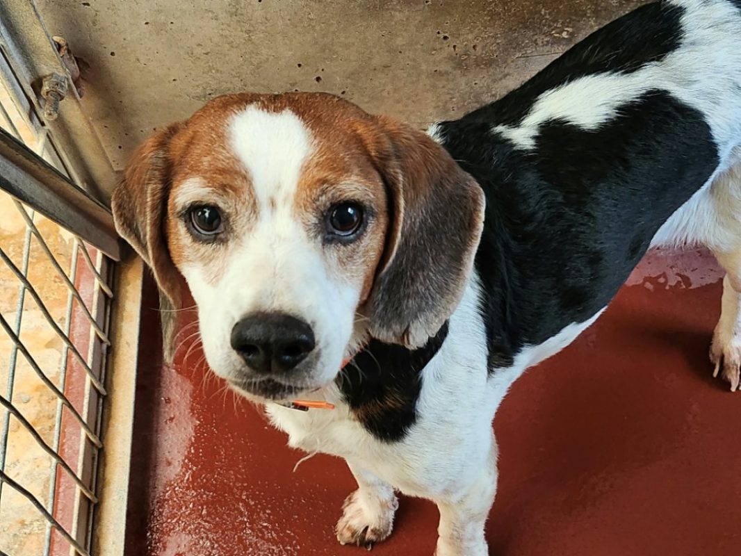 Nanouk - Chien Beagle à adopter