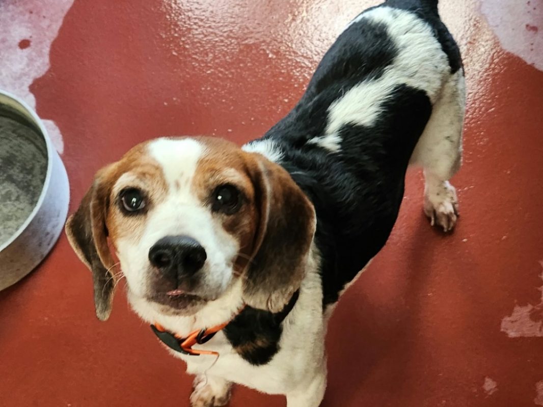 Nanouk - Chien Beagle à adopter - photo 2
