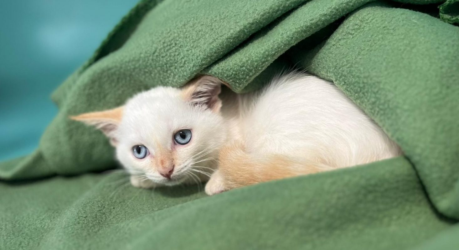 Ninja - Chat Européen à adopter
