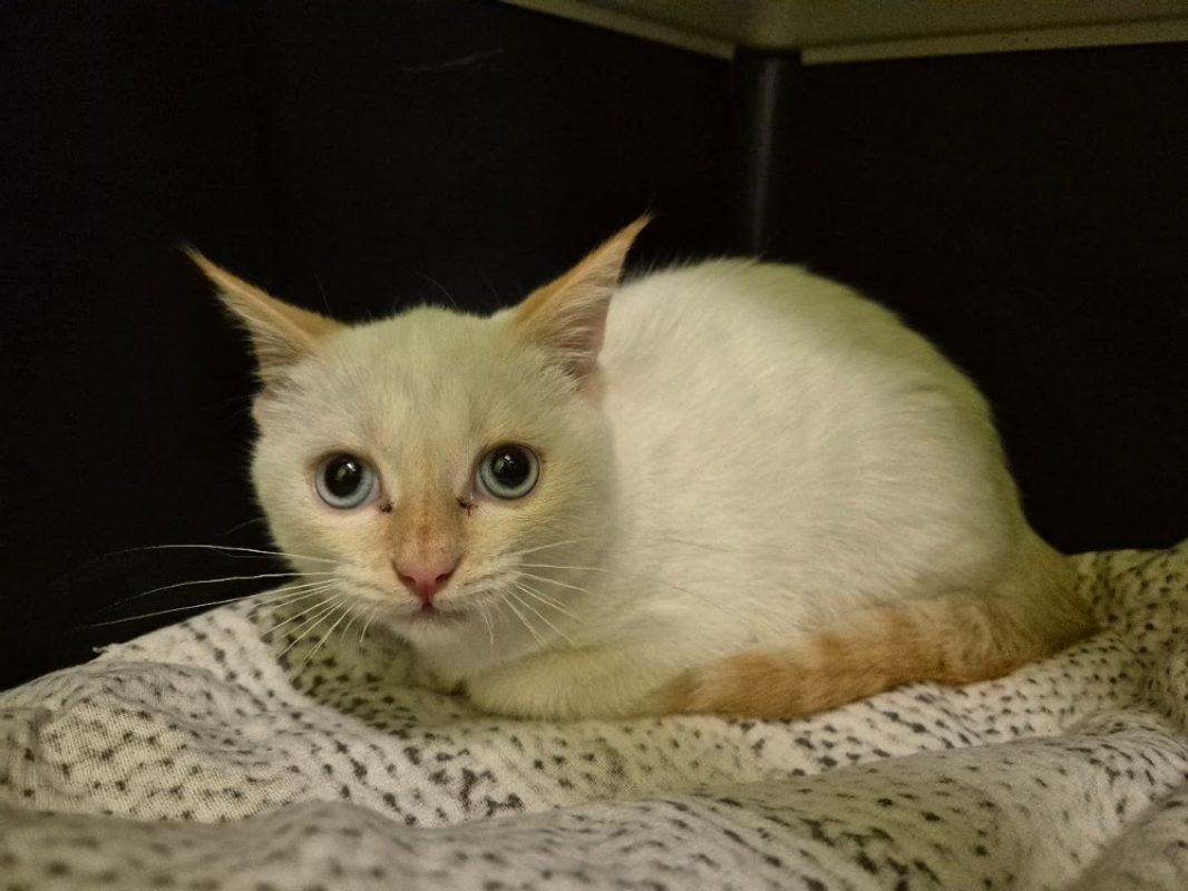Ninja - Chat Européen à adopter - photo 2