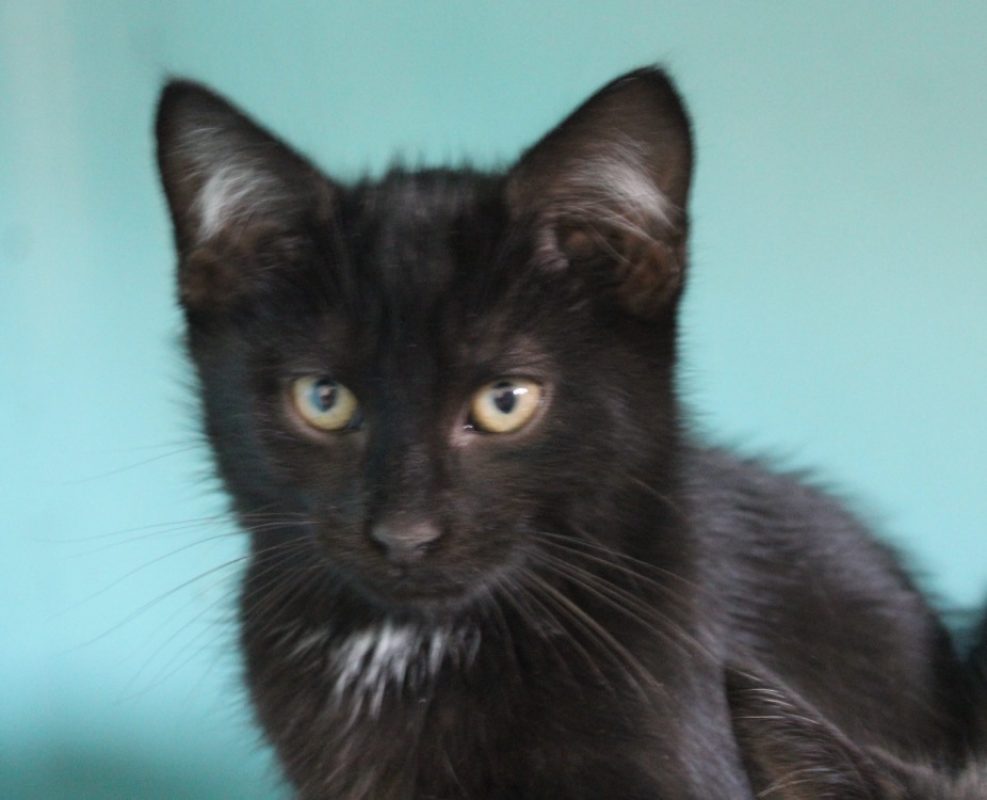 Kojak - Chat Européen à adopter
