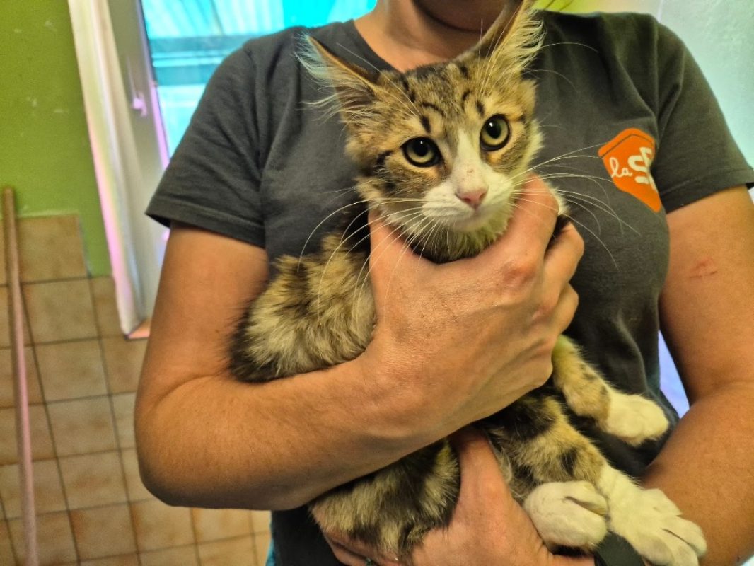 Mira - Chat Européen à adopter