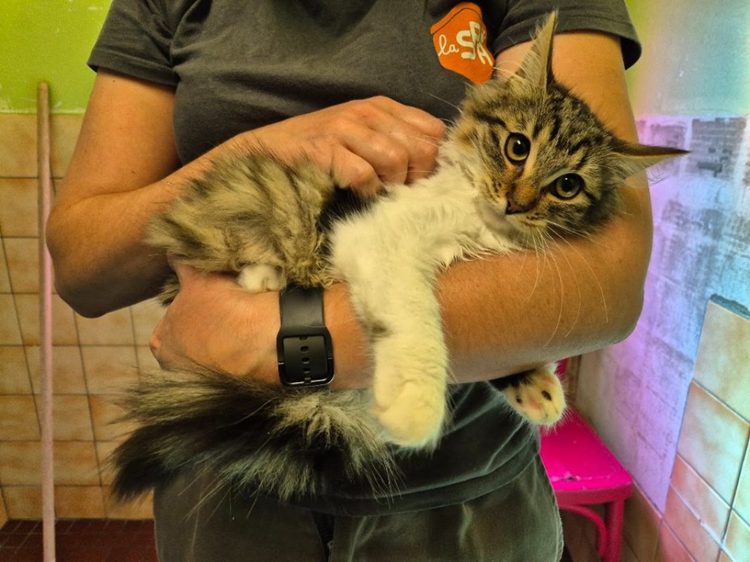 Violette - Chat Européen à adopter