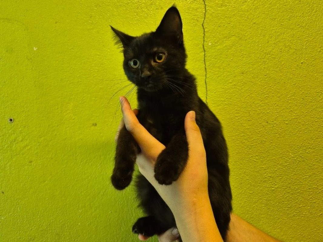 Joyce - Chat Européen à adopter