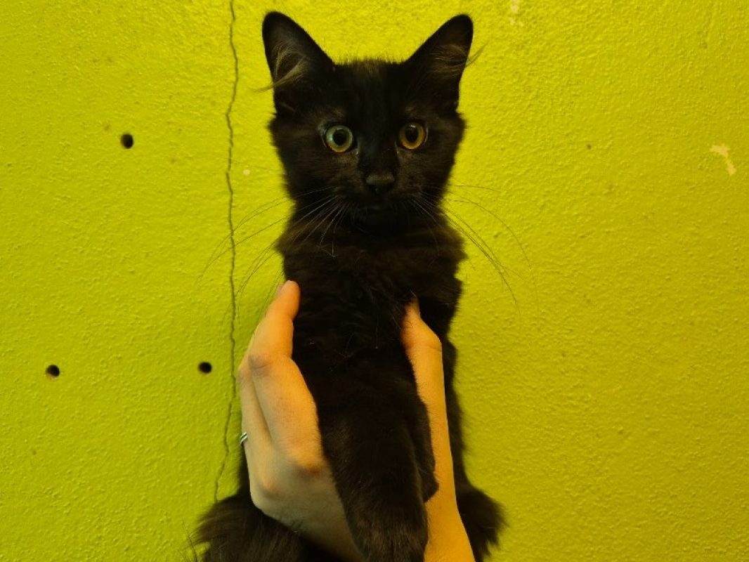 Harrington - Chat Européen à adopter