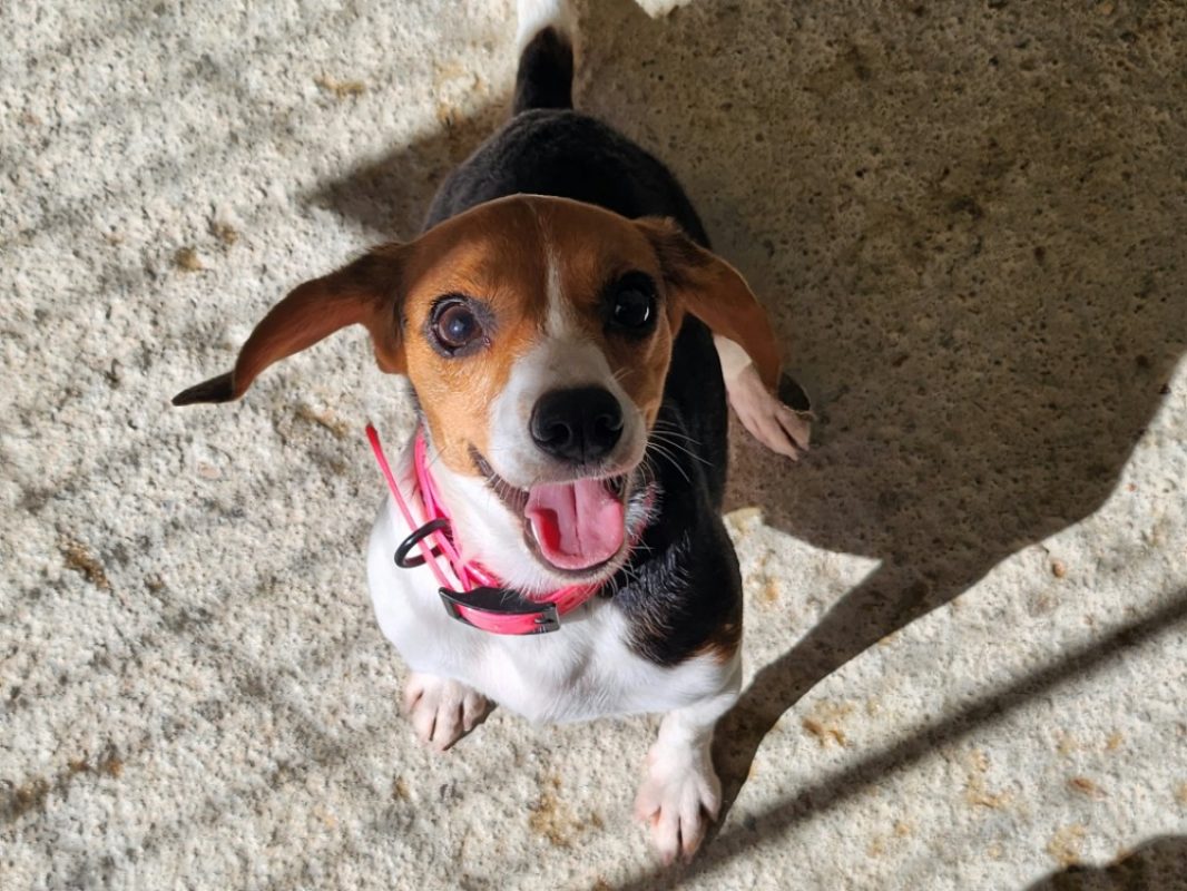 Nala - Chien Beagle à adopter
