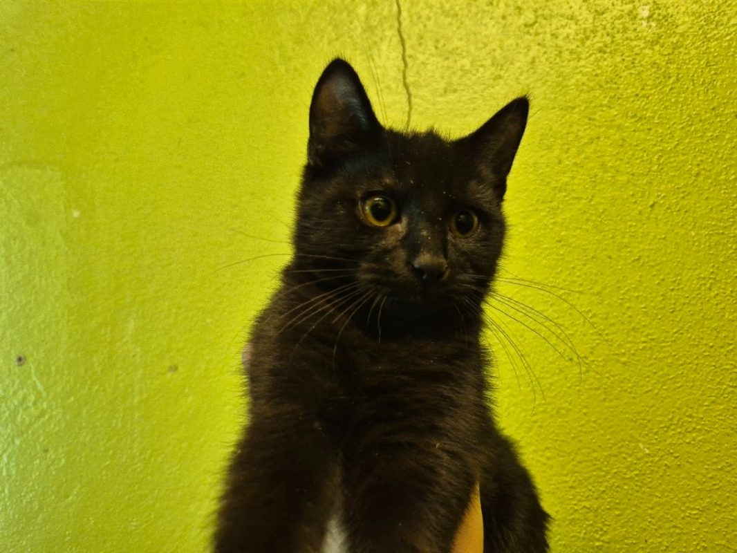 Nancy - Chat Européen à adopter