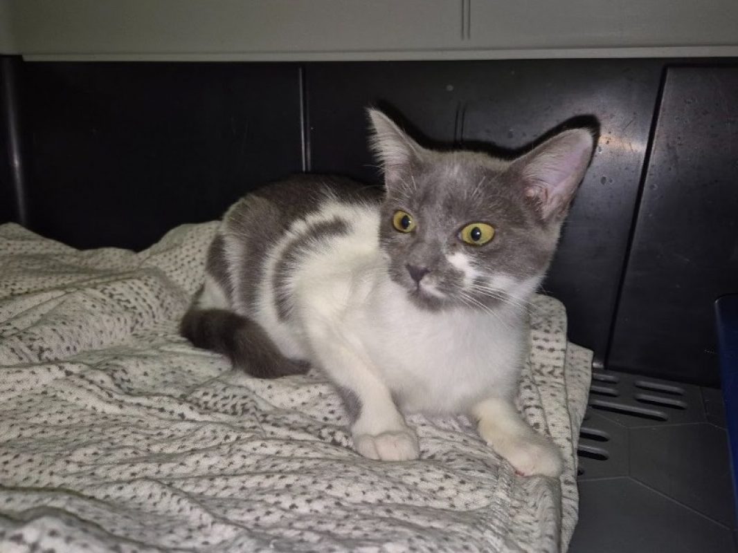 Roxy - Chat Européen à adopter