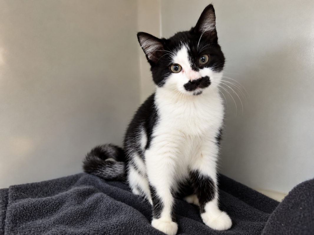 Kenny - Chat Européen à adopter