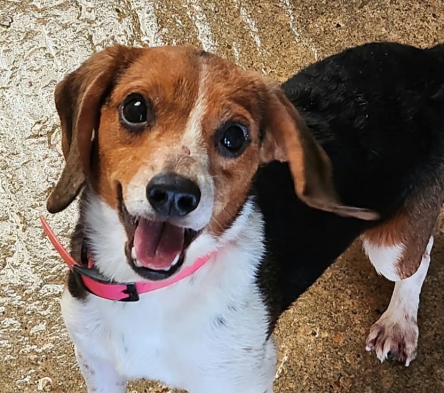 Uly-ss - Chien Beagle à adopter