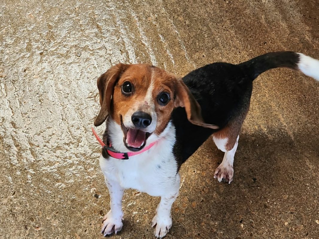 Uly-ss - Chien Beagle à adopter - photo 2