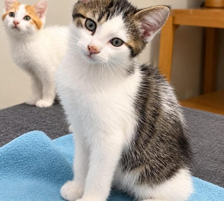 Boule - Chat Européen à adopter