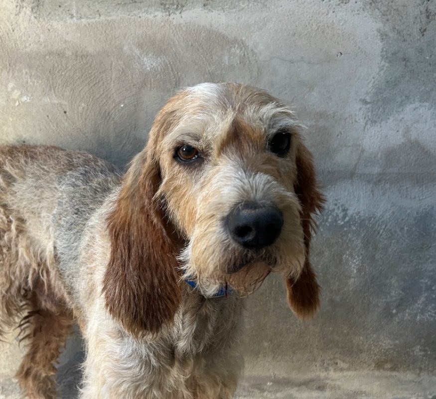 Reglisse - Chien à adopter