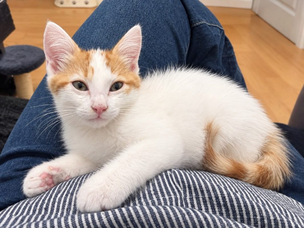 Baba - Chat Européen à adopter