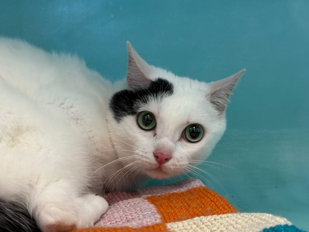 Bronx - Chat Européen à adopter