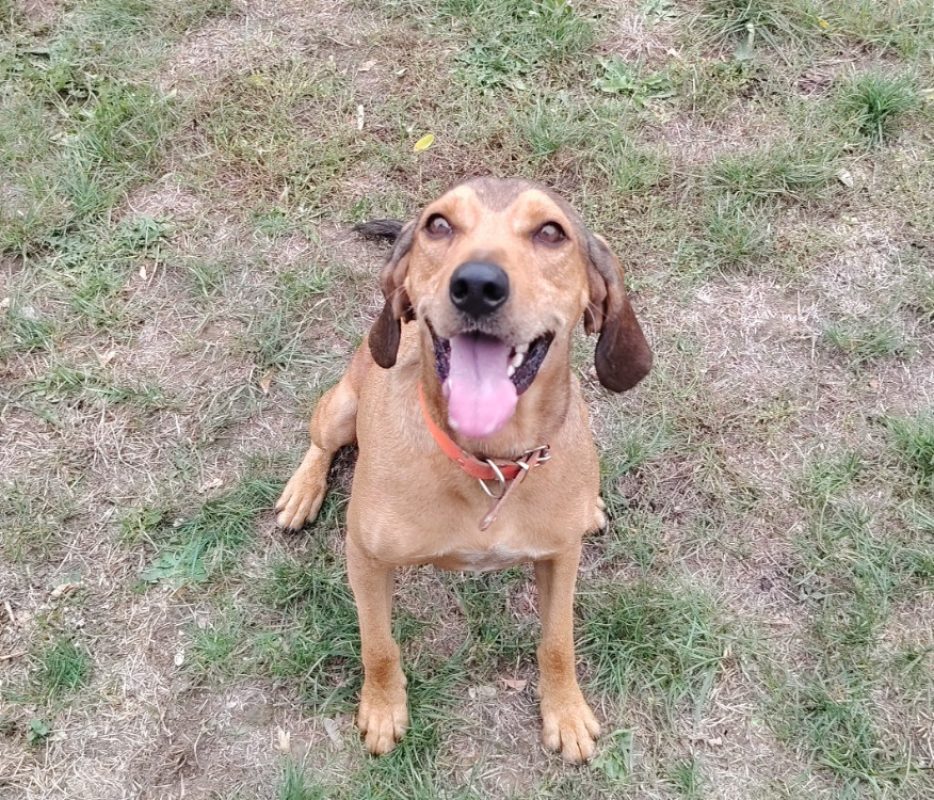 Bruno - Chien Bruno du Jura à adopter