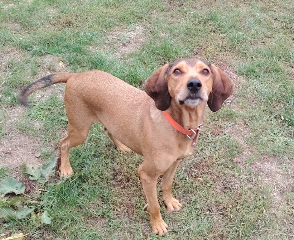 Bruno - Chien Bruno du Jura à adopter - photo 2