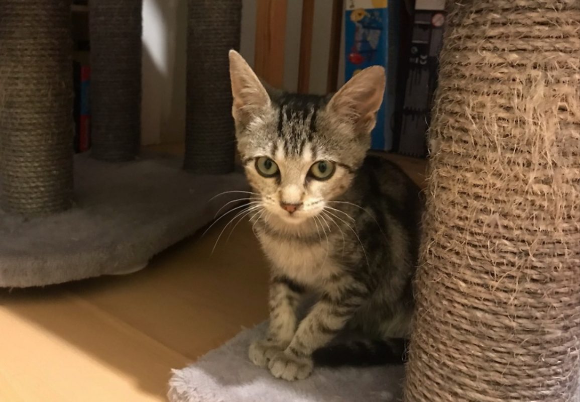Chups - Chat Européen à adopter