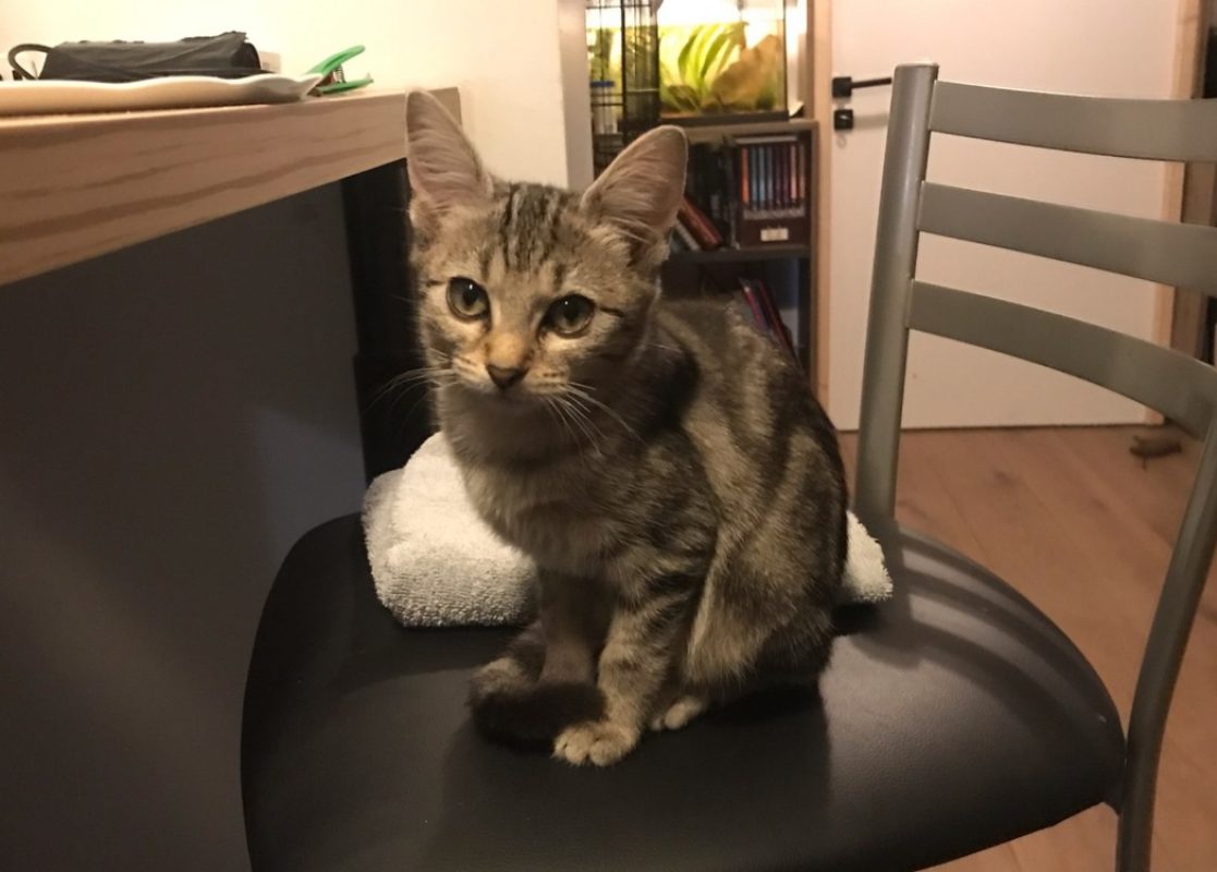Kinder - Chat Européen à adopter