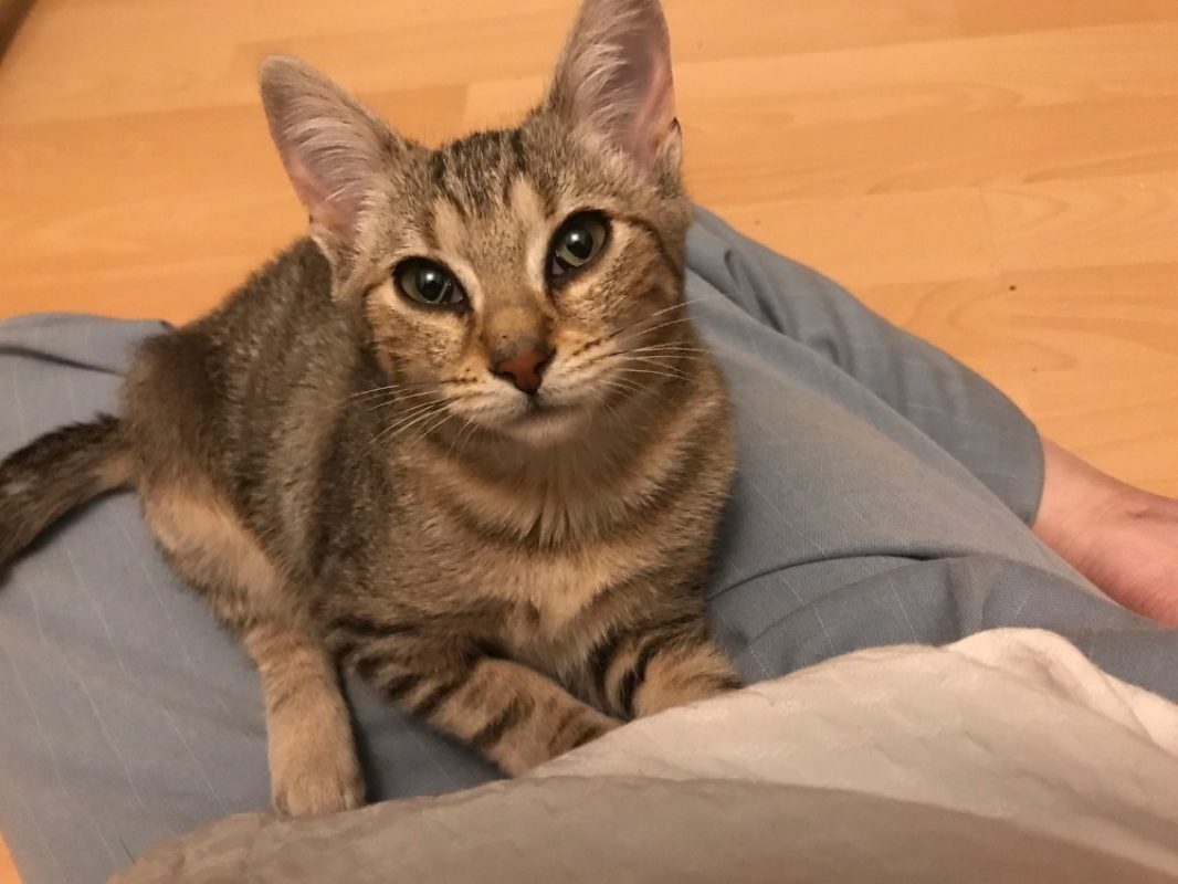 Myla - Chat Européen à adopter