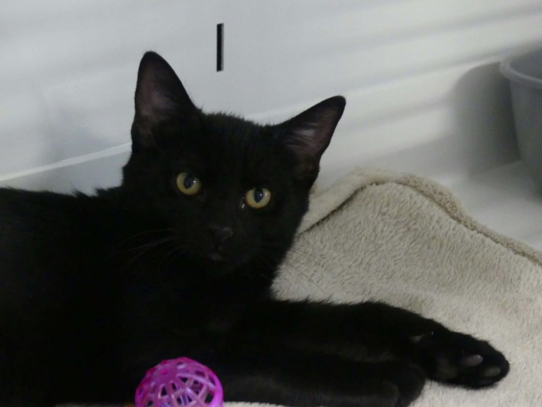 Batman - Chat Européen à adopter