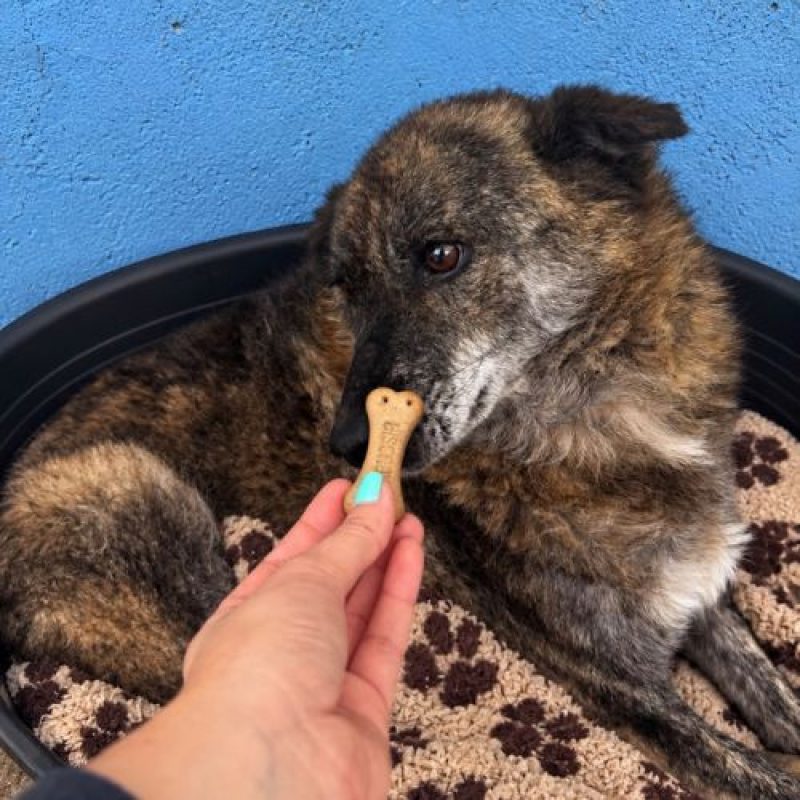 CARAMELO - Chien à adopter - photo 4