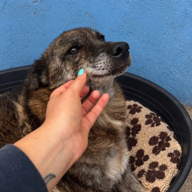CARAMELO - Chien à adopter - photo 2