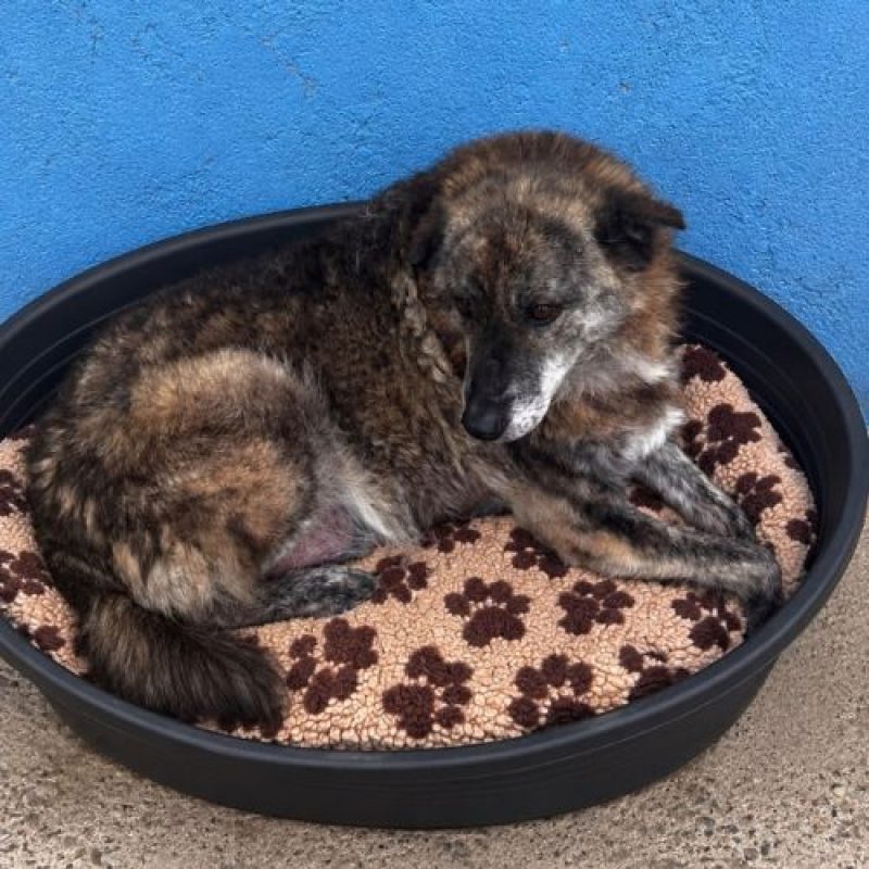 CARAMELO - Chien à adopter