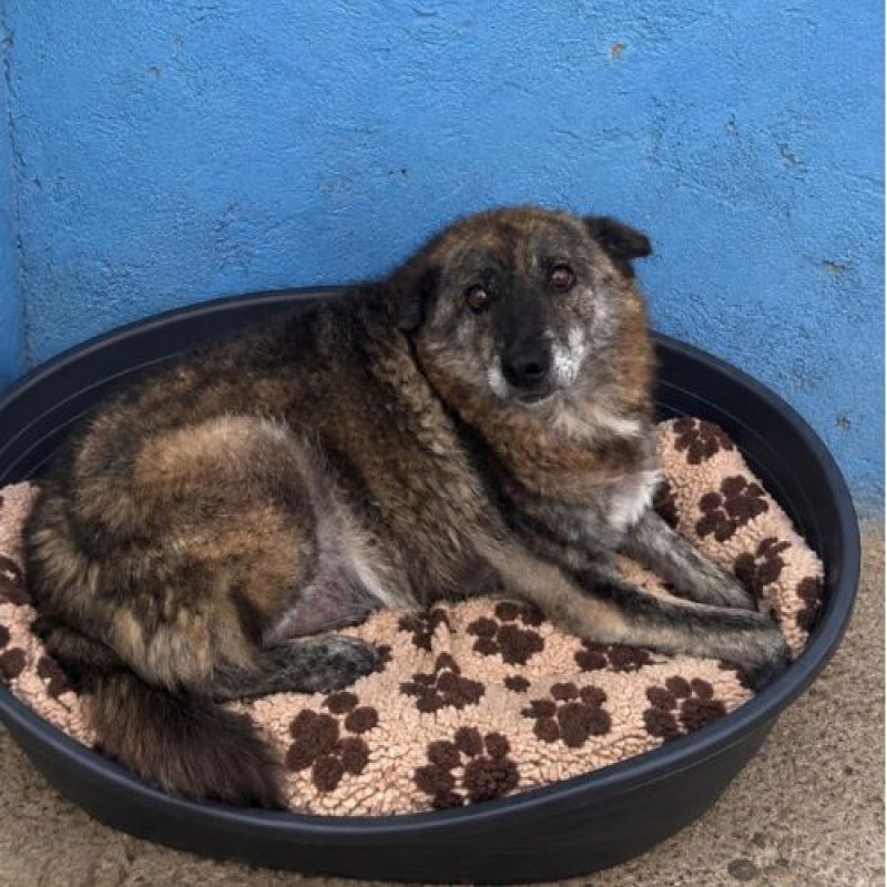 CARAMELO - Chien à adopter - photo 3