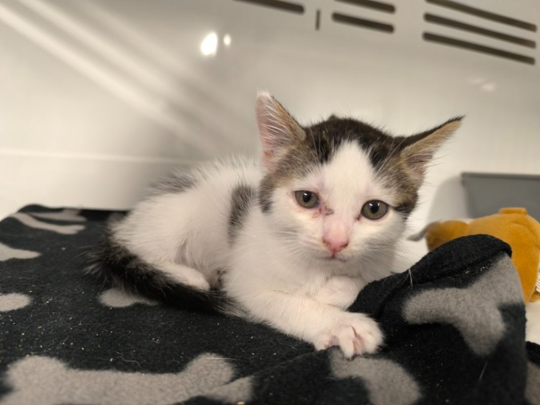 Milo - Chat Européen à adopter