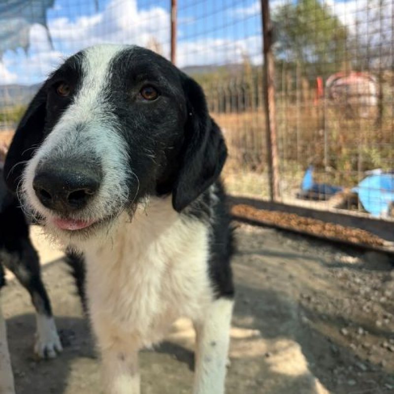 MEANA - Chien à adopter - photo 2