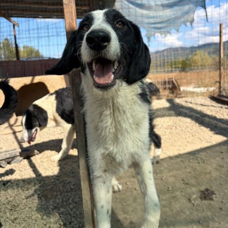 MEANA - Chien à adopter - photo 8