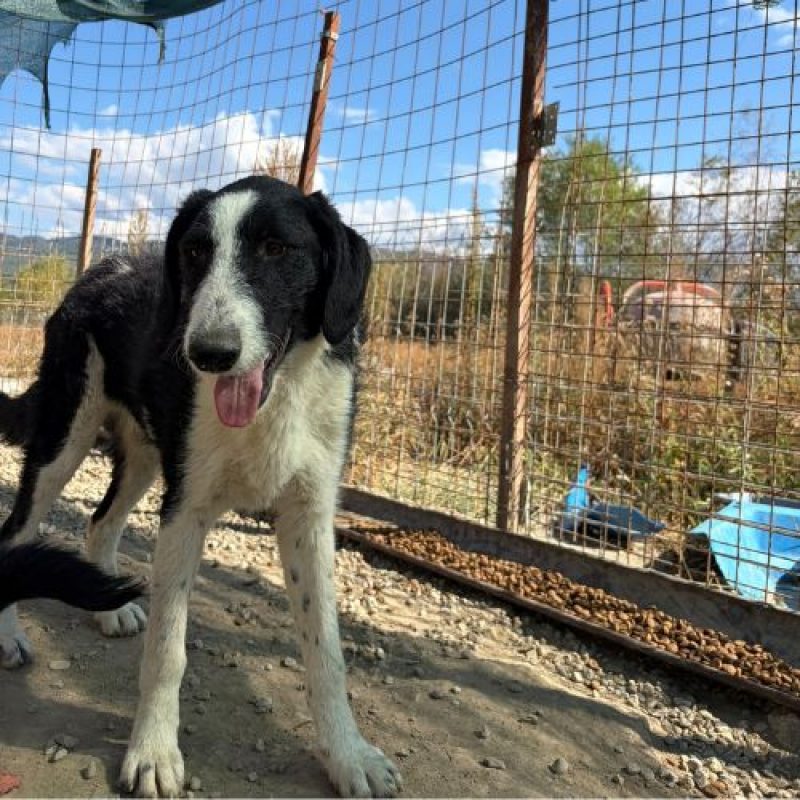 MEANA - Chien à adopter - photo 4