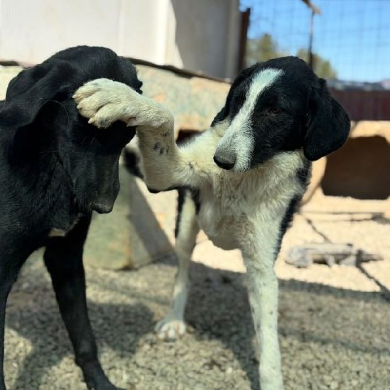 MEANA - Chien à adopter - photo 10