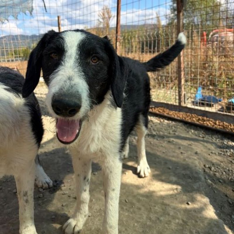 MEANA - Chien à adopter - photo 5