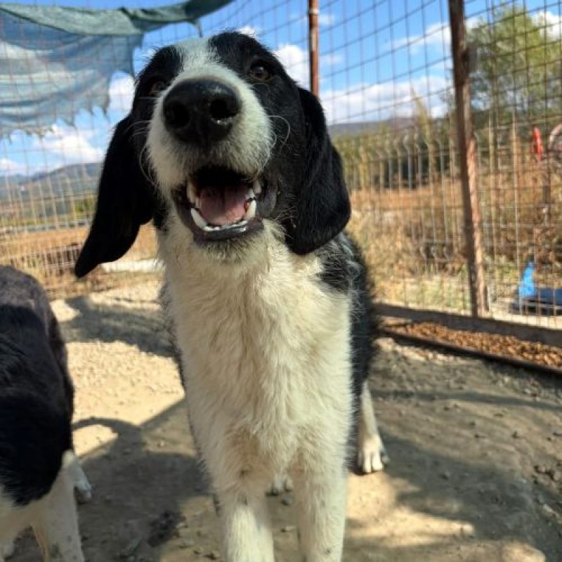 MEANA - Chien à adopter